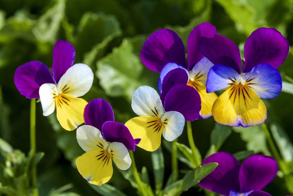 Viola Johnny Jump Up Plant Flower - 500 Seeds - Beautiful Perennial Garden Flowers