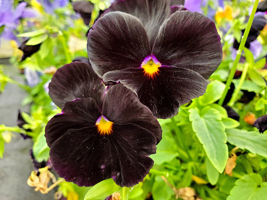 Black Pansy Seeds - 100+ Seeds - Grow Stunning Black Pansies - Made in USA Ships from Iowa