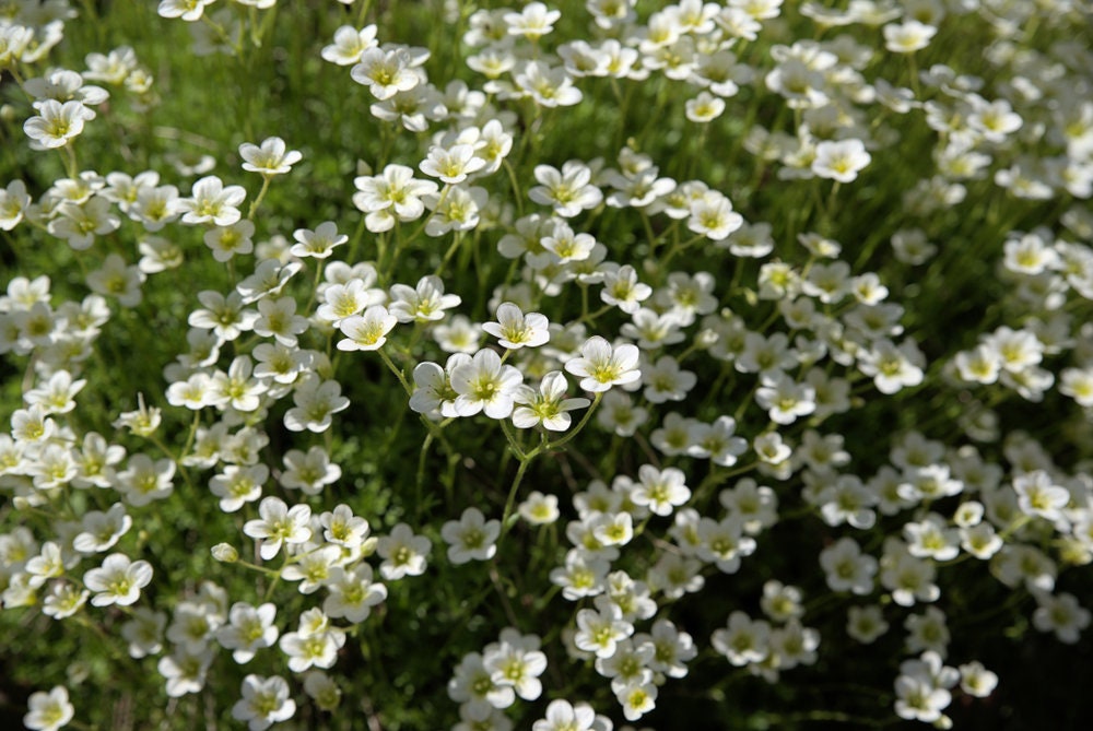 Irish Moss Seeds - 100+ Seeds - Grow Stunning Ground Cover That Blooms Attractive White Flowers - Made in USA - Ships from Iowa