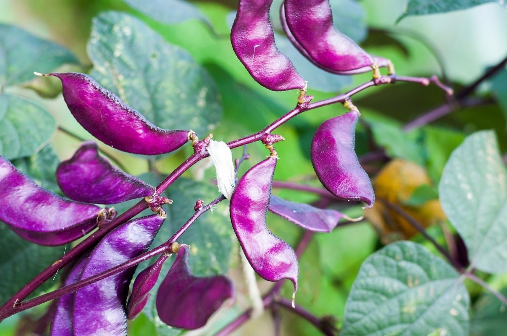 Purple Hyacinth Bean Seeds  - Award Winning Asian Beans - Edible