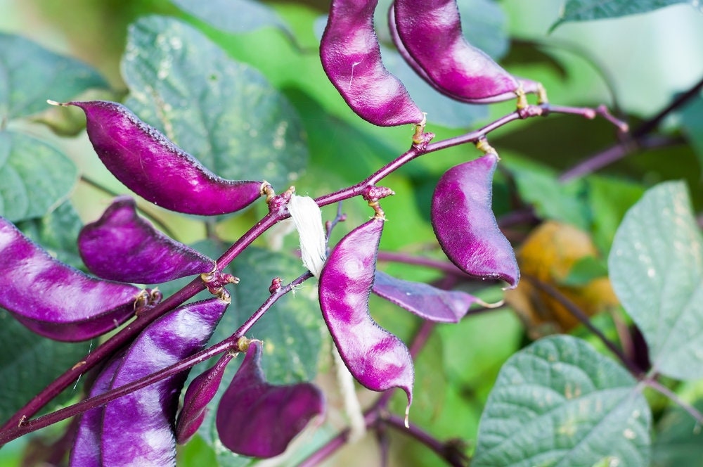 20 Purple Vine Hyacinth Bean Seeds  - Award Winning Asian Beans - Edible