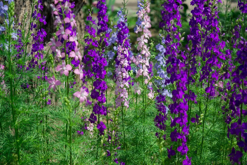 Larkspur Rocket Flower Seeds - 100+ Seeds - Grow Stunning Larkspur Wildflowers - Made in USA