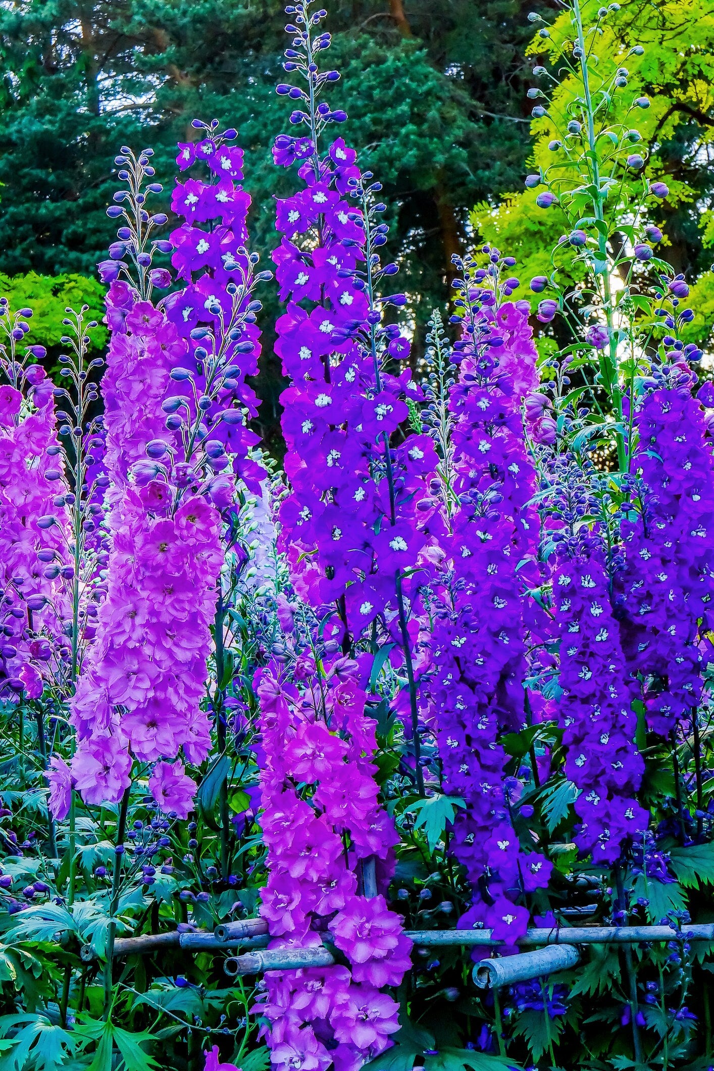 Blue Rockets Flower Larkspur Rocket Flower Seeds - 100+ Seeds - Grow Stunning Larkspur Wil ...