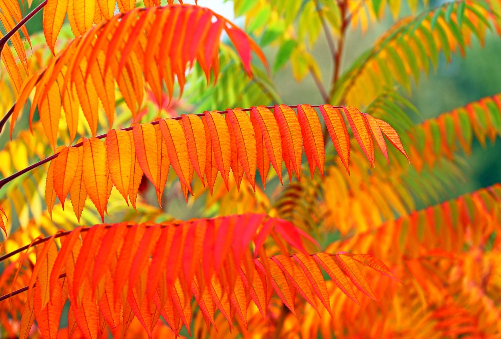 Flameleaf Sumac Seeds - 30 Seeds - Stunning Fall Colors - Shining Sumac Seeds