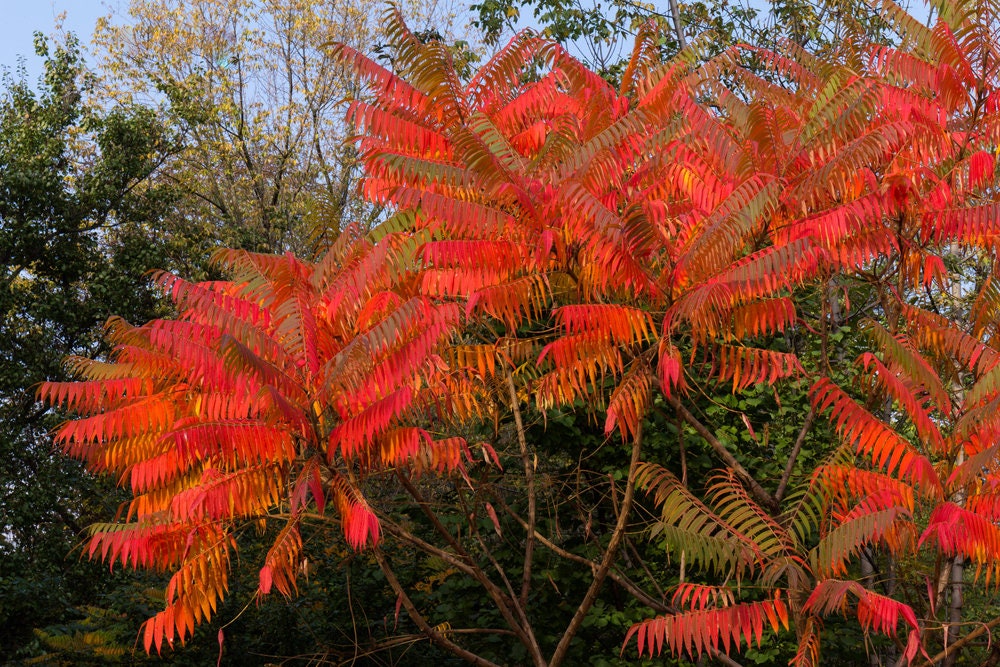 Flameleaf Sumac Seeds - 30 Seeds - Stunning Fall Colors - Shining Sumac Seeds