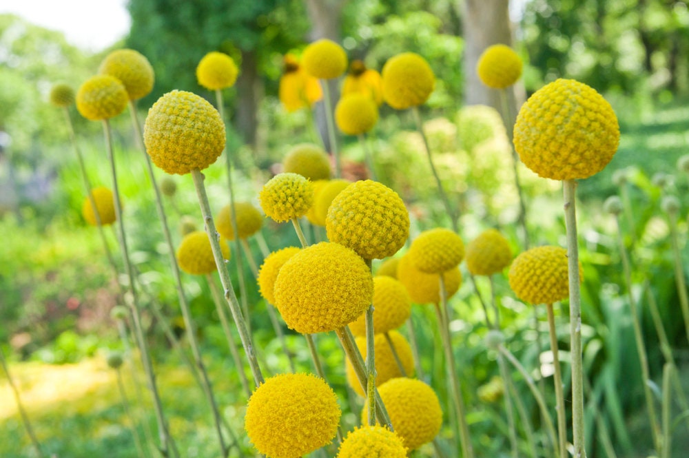 Yellow Drumstick Flower Seeds - 100 Seeds - Great for Cut Flowers and Flower Bonsai - Made in USA