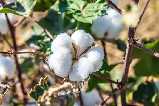 Cotton Seeds - 10 Seeds for Planting - Grow Levant Cotton - Ships from Iowa, USA