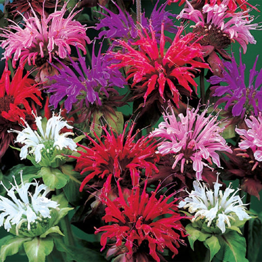 25 Bee Balm Flower Seeds - Monarda Didyma Mixed Color Seeds - Ships from Iowa, USA