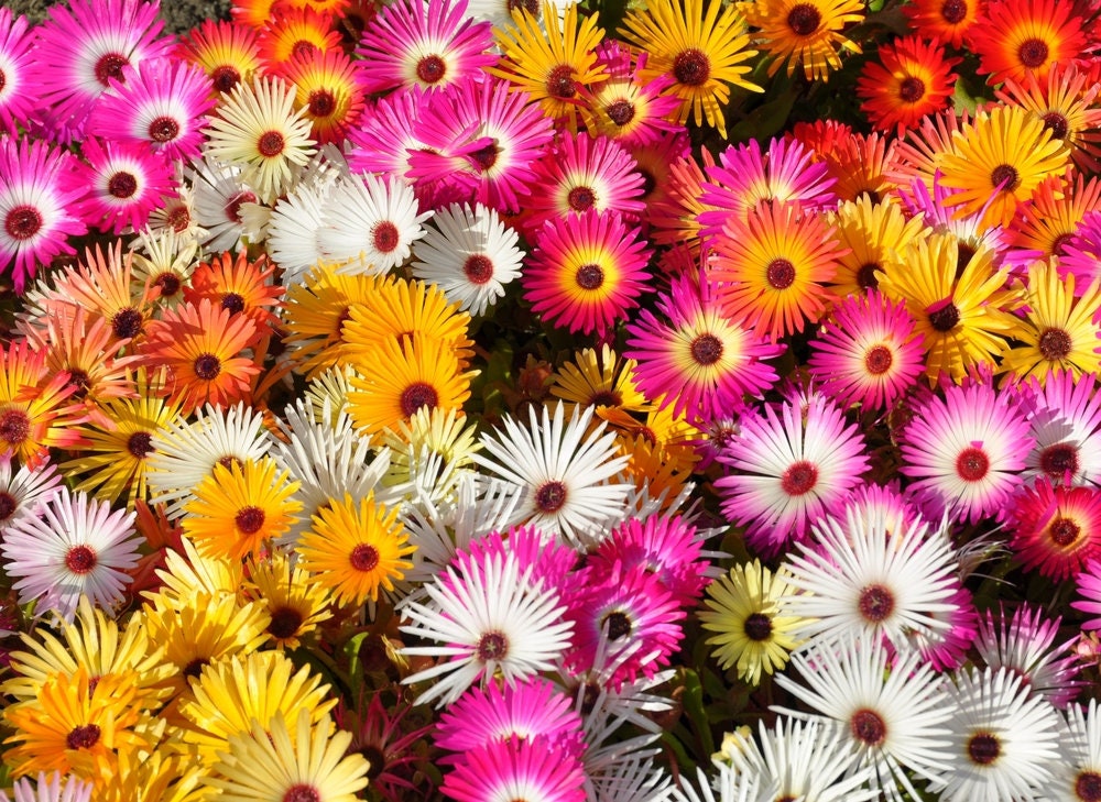 Ice Plant Mix - 100+ Seeds for Planting - Vibrant Blooms, Grow Dorotheanthus Bellidiformis Mix Color - Ships from Iowa, USA