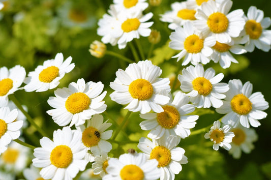 Feverfew Herb Seeds - 100+ Seeds for Planting - Popular Herb, Beautiful White Blooms - Ships from Iowa, USA