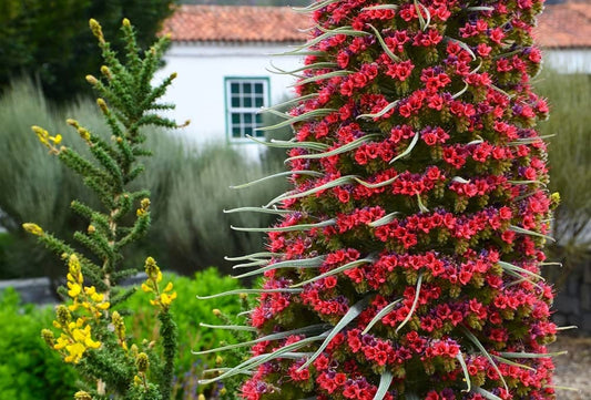 Tower of Jewels Seeds - 10 Seeds - Echium Wildpretii - Rare and Exotic Flowering Plant - Excellent Bonsai Specimen