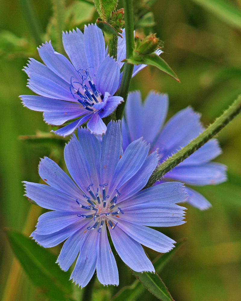 Chickroy Wildflower Seeds for Planting - 2,000 Seeds - Excellent Wildlife Foodplot or Animal Pasture Forage