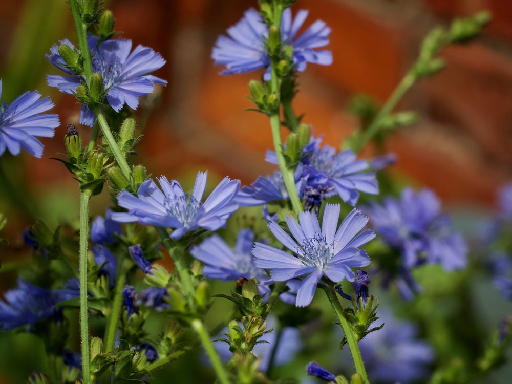 Chickroy Wildflower Seeds for Planting - 1,000 Seeds - Excellent Wildlife Foodplot or Animal Pasture Forage