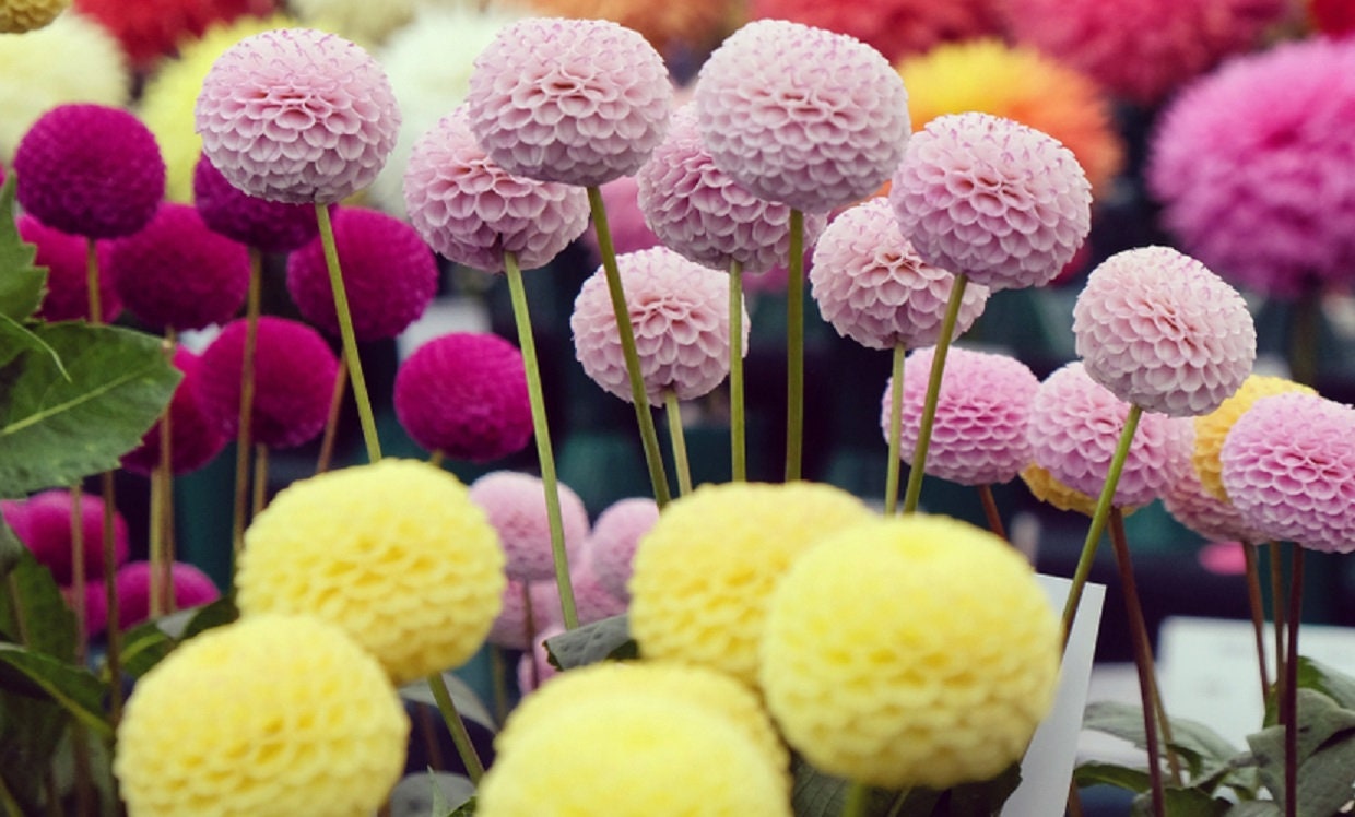 Pom Pom Dahlia Seeds for Planting - 200+ Seeds - Vibrant Multicolored Pom Pom Flowers