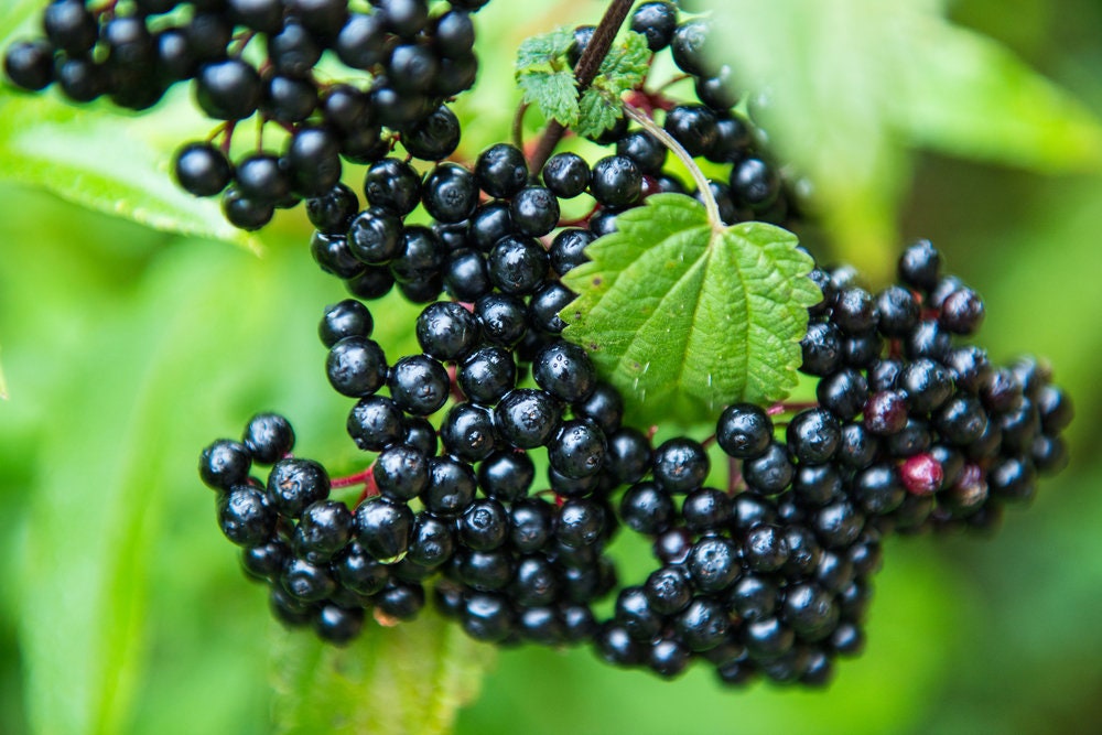 4 Fresh Black Bearing Elderberry Cuttings to Grow - Grow 4 Elderberry Plants - Ships from Iowa, USA