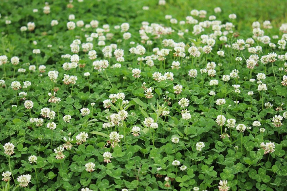 Dutch White Clover Seed - 5 Lbs of Seed - Great from Food Plot, Cover Crop, Pasture Mix - Perennial White Clover