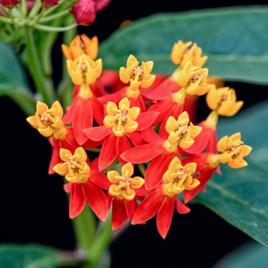 Blood Flower Milkweed Seeds - 100 Seeds - Food and Host Plant for Monarch Butterflies