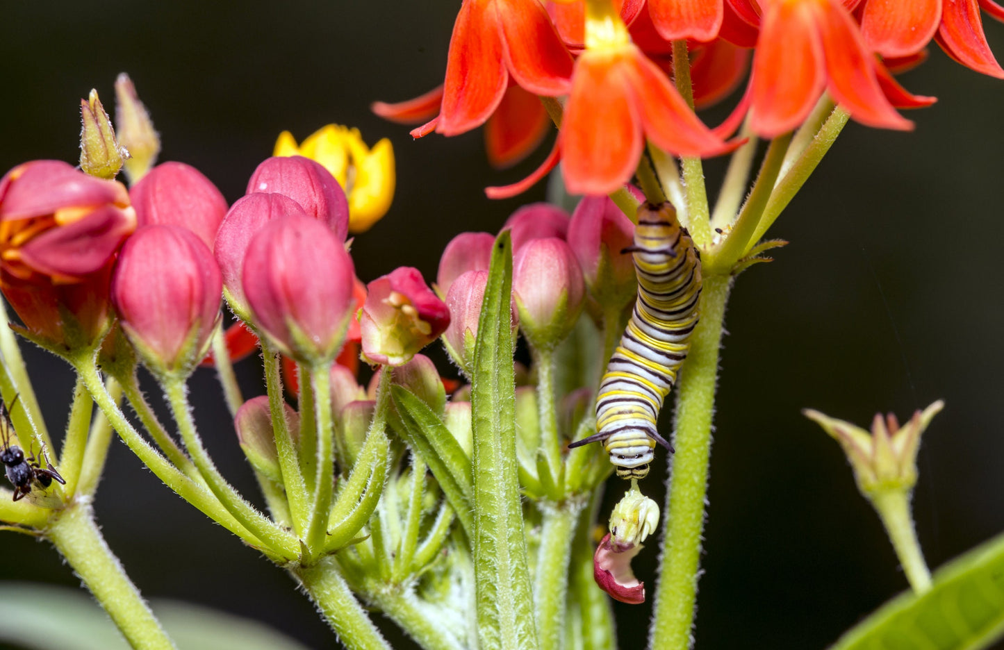 250 Tropical Milkweed Seeds - Food and Host Plant for Monarch Butterflies