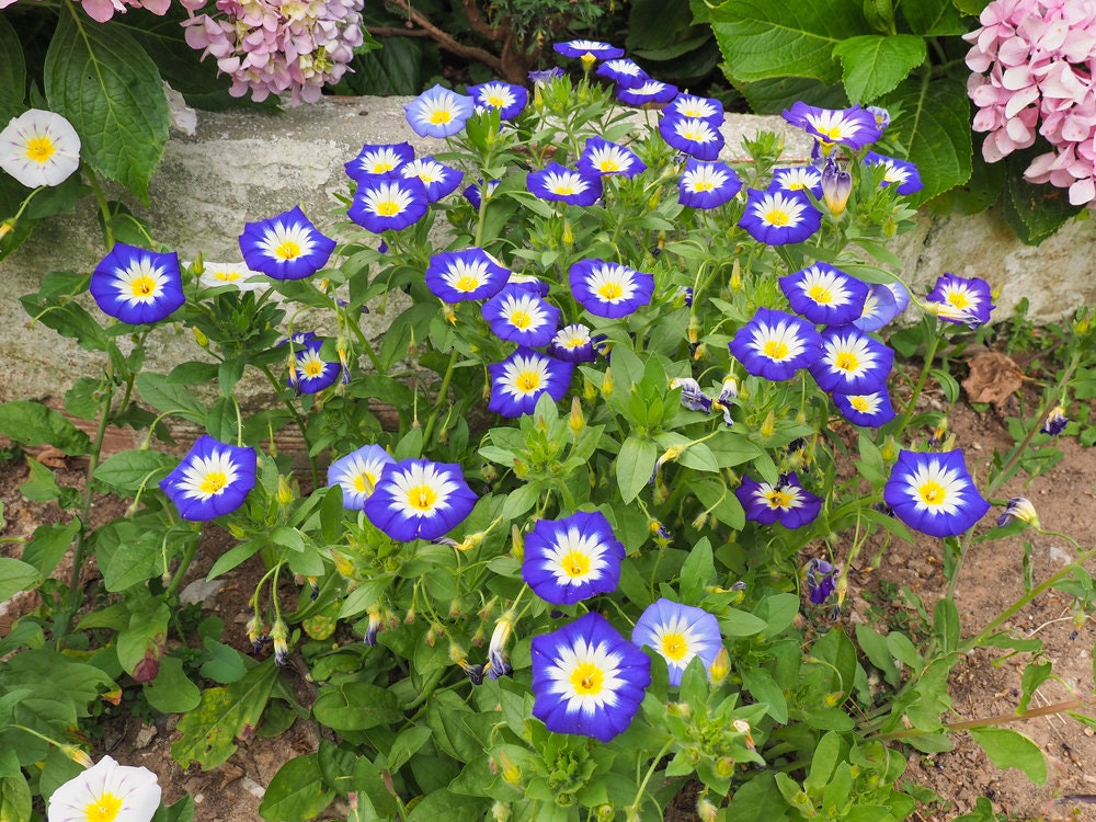 Royal Blue Morning Glory Ensign Seeds to Plant | 100 Seeds | Beautiful Flowering Vine