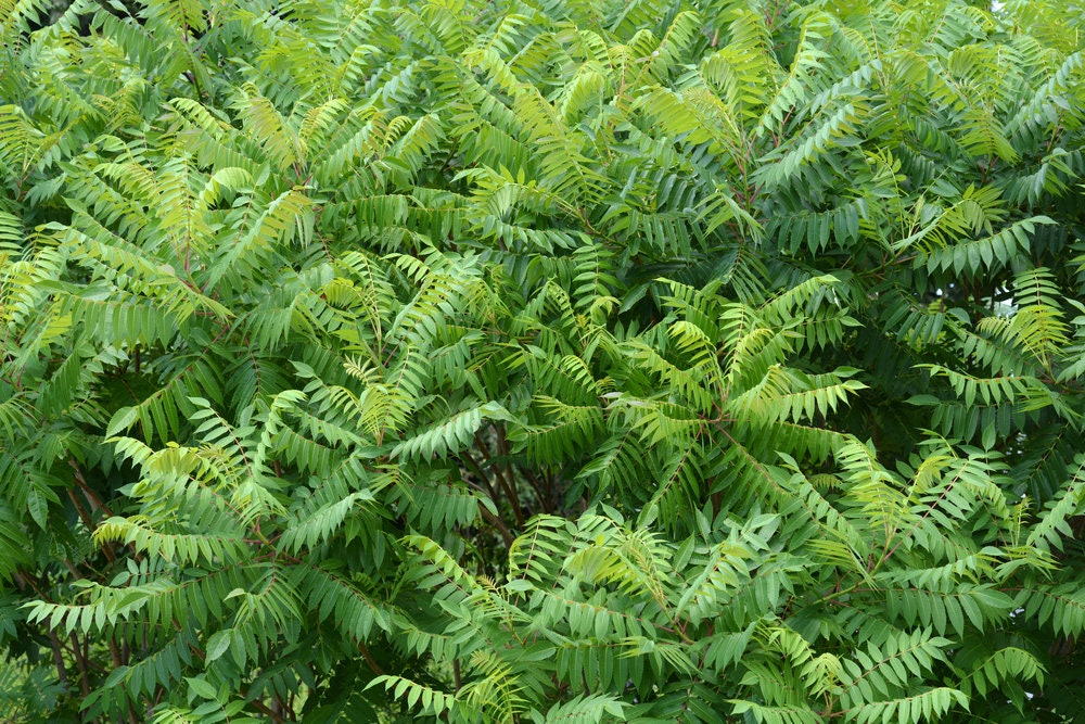 Tree of Heaven Seeds for Planting - 20 Seeds - Ailanthus altissima - Tree of The Gods