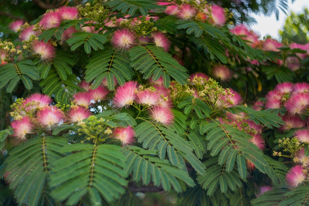 30 New Mimosa Silk Tree Seeds, Albizia julibrissin, Very Showy and Attractive Flowering Tree