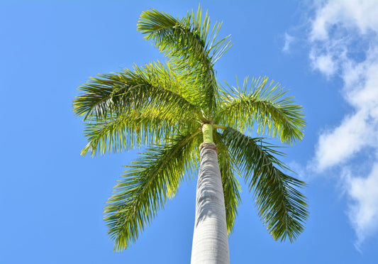 Royal Palm Tree Seeds for Planting - 10 Seeds - Roystonea regia