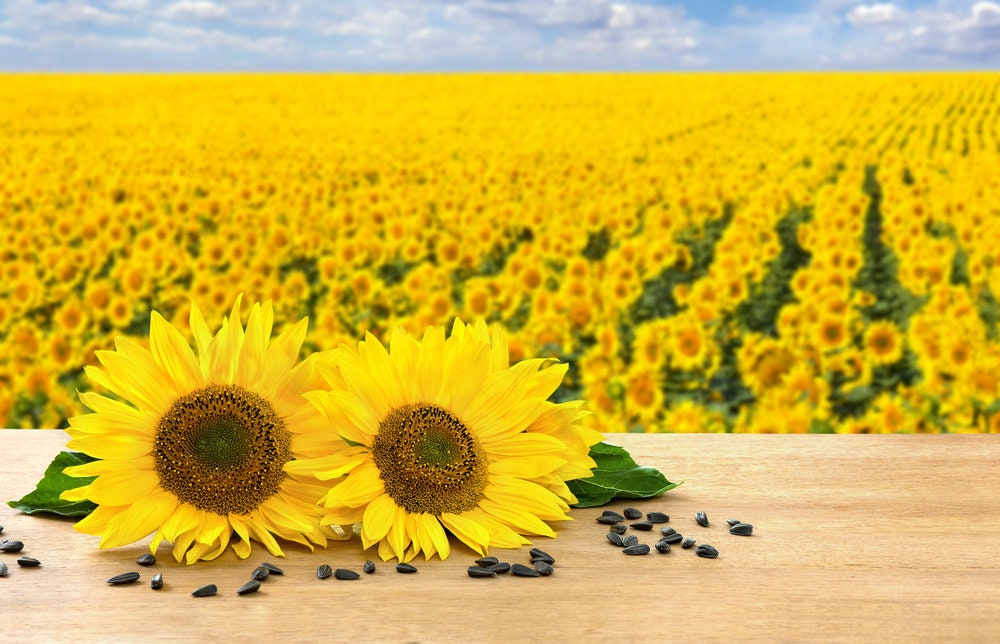 sunflower seeds to plant for doves Peredovik Sunflower Seeds for Planting - 500 Seeds