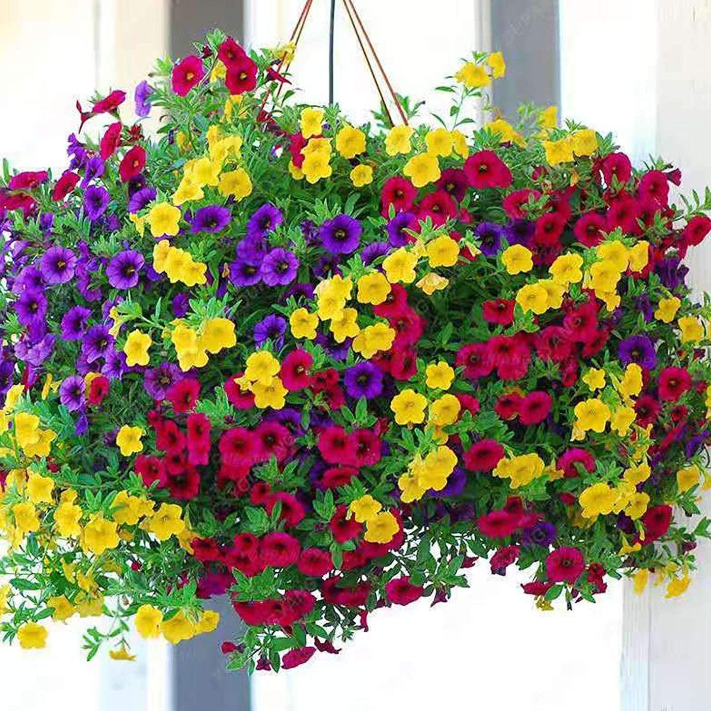 Mixed Petunia Flower Seeds for Planting | 100 Seeds | Non-GMO | Rare Seeds for Planting Home Garden, Seeds, Gardeners Choice!