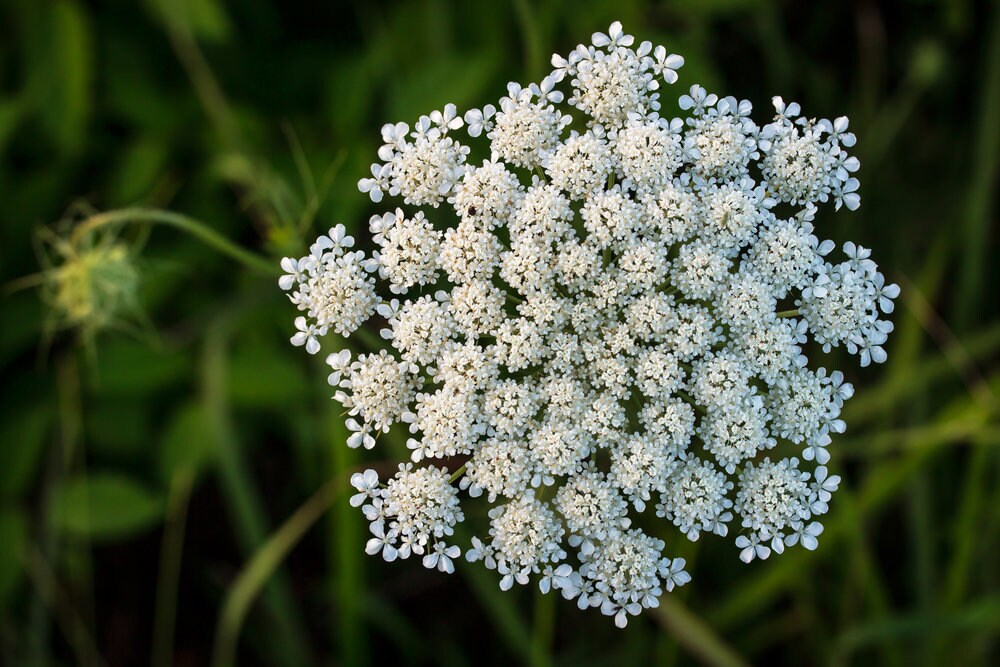 Queen Anne's Lace Seeds for Planting - 250 Seeds - Made in USA, Ships from Iowa. Rare and Hard to Find