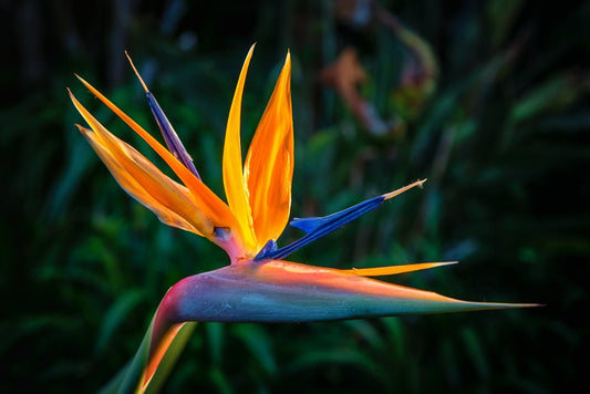 Bird of Paradise Flower Seeds - 5 Seeds to Grow - Great Indoor Plant or Bonsai - Strelitzia reginae