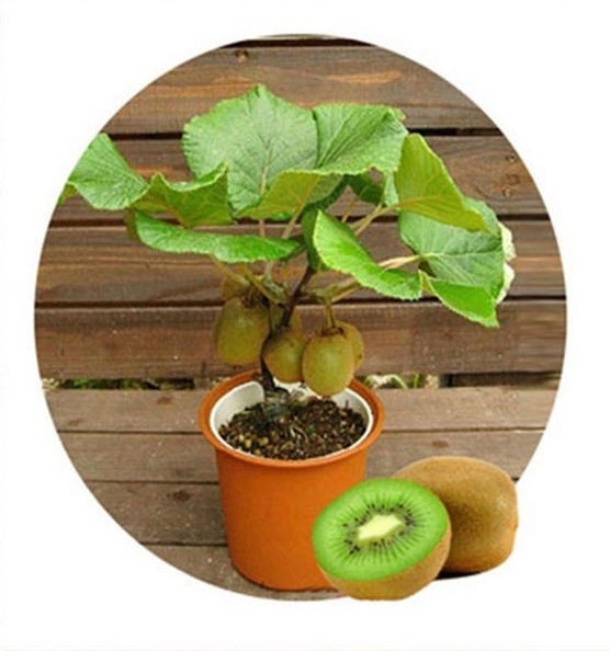 Kiwi Tree Seeds for Planting | 50 Seeds | Actinidia chinensis Seeds