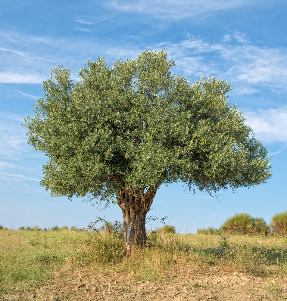 Olive Tree Seeds for Planting | 25 Seeds | Olea europaea