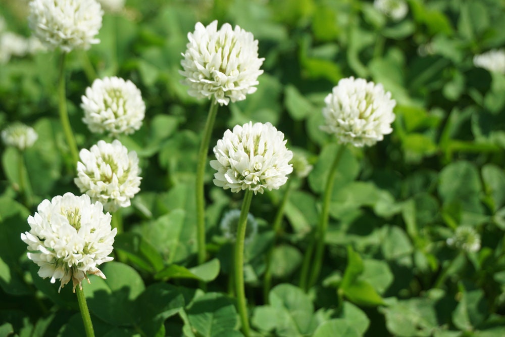 Dutch White Clover Seed - 5 Lbs of Seed - Great from Food Plot, Cover Crop, Pasture Mix - Perennial White Clover