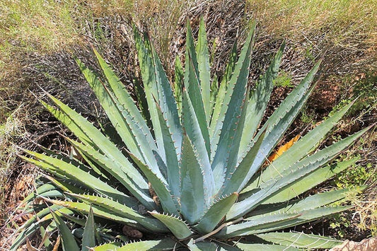 Utah Agave Seeds for Planting 20 Seeds - Ships from Iowa, USA - Grow Exotic Cacti