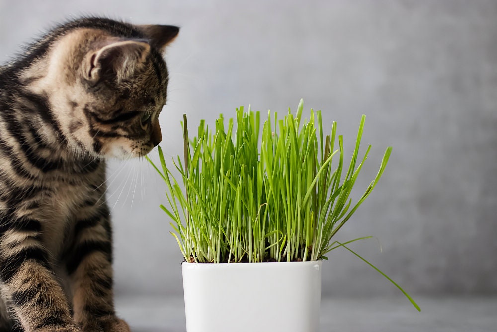 Cat Grass Seeds for Growing | 4 Way Blend, Rye, Wheat, Oats and Barley | Made in USA, Ships from Iowa