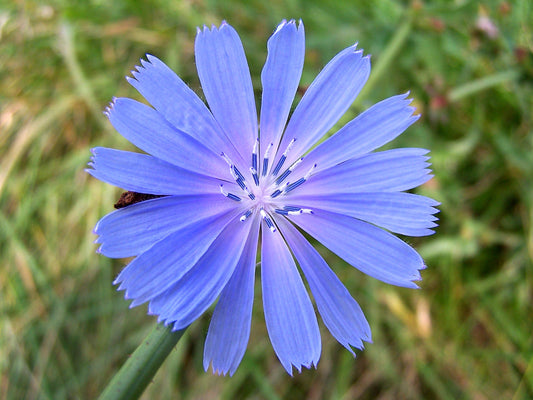 Chickroy Wildflower Seeds for Planting - 2,000 Seeds - Excellent Wildlife Foodplot or Animal Pasture Forage