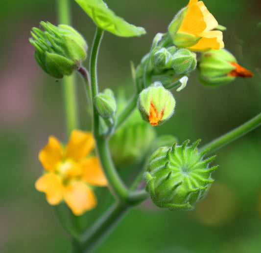 Velvetleaf Seeds for Planting - 50 Seeds - Grow Button Bush - Abutilon theophrasti