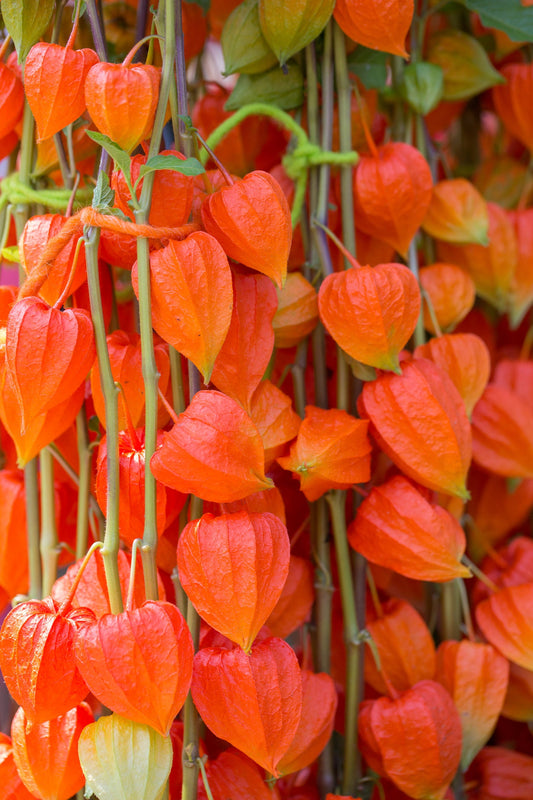 Chinese Lantern Seeds for Planting | Easy to Grow Stunning Lantern Like Blooms