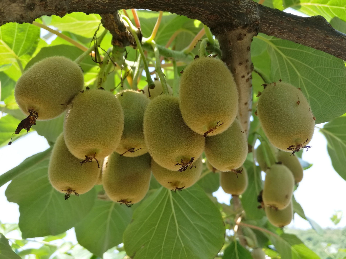 Kiwi Tree Seeds for Planting | 50 Seeds | Actinidia chinensis Seeds