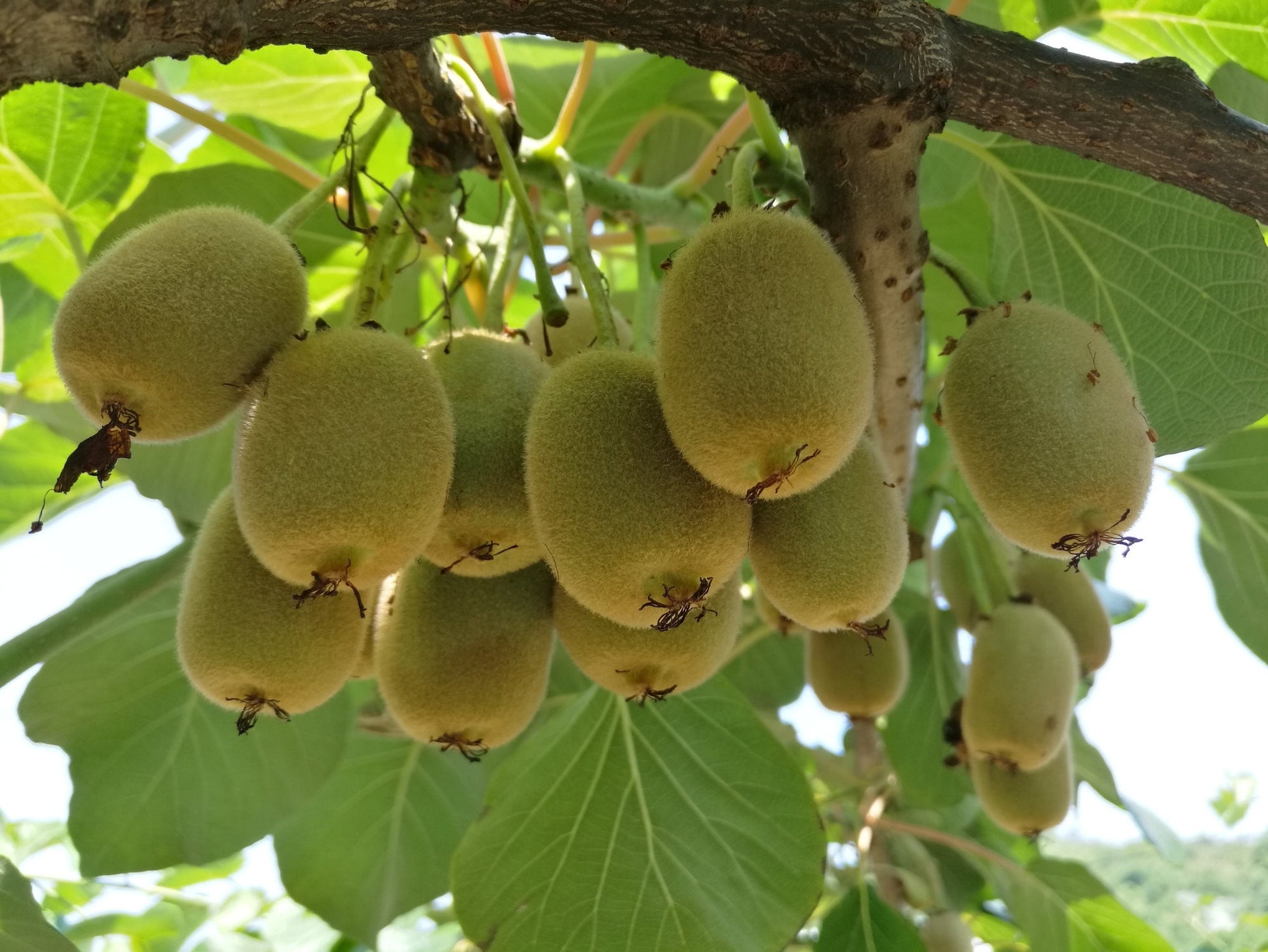 Kiwi Fruit (Actinidia chinensis) - 100 Seeds