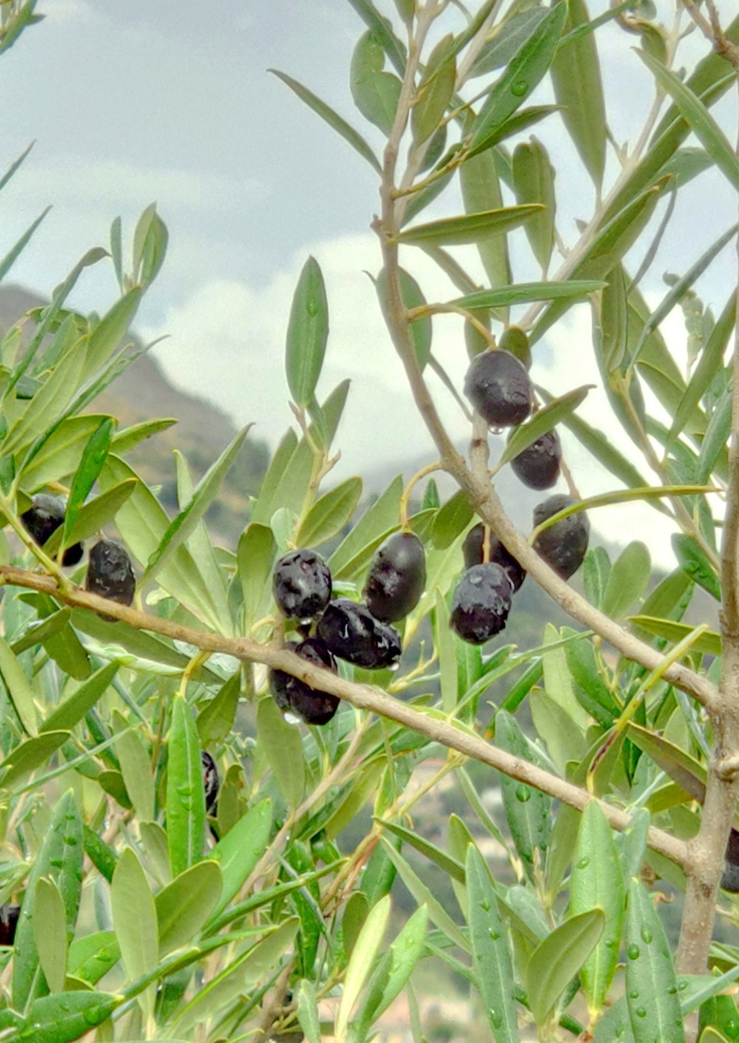 Olive Tree Seeds for Planting | 25 Seeds | Olea europaea