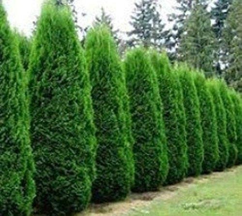 50 AMERICIAN Arborvitae Tree Seeds - Evergreen Property Border Thuja Cedar Tree Seeds