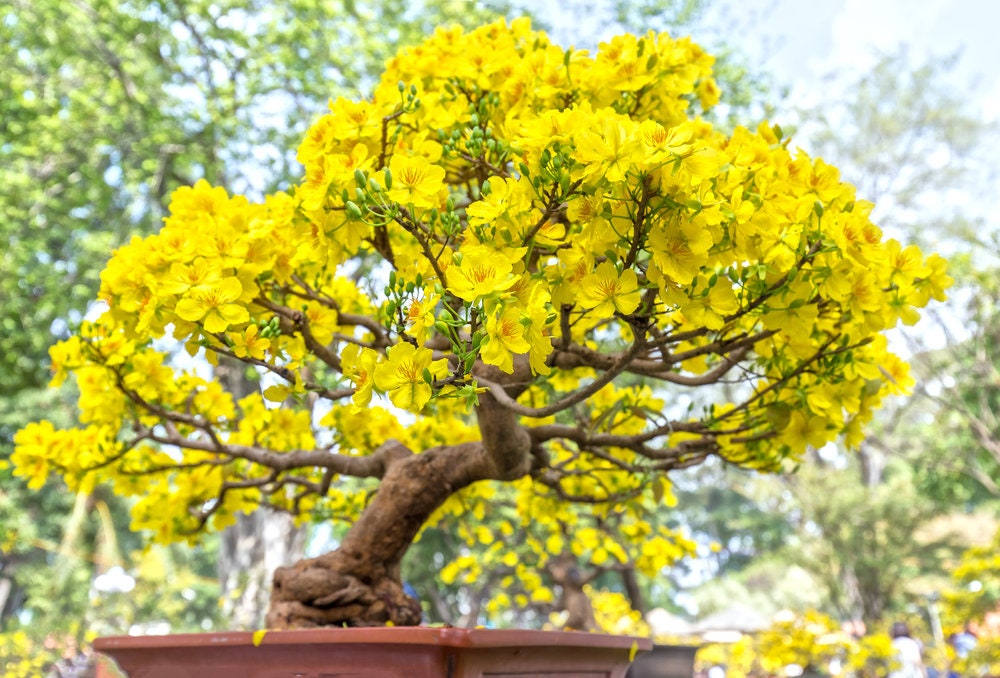 Apricot Bonsai Tree Seeds - 3 Large Seeds for Planting - Stunning Yellow Flowers and Fruit Bearing