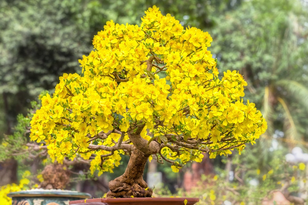 Apricot Bonsai Tree Seeds - 3 Large Seeds for Planting - Stunning Yellow Flowers and Fruit Bearing