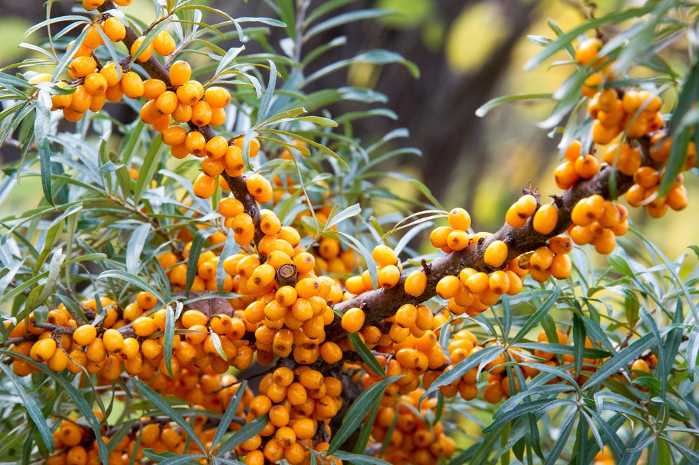 100 SEABERRY Sea Buckthorn Elaeagnus Hippophae Rhamnoides Berry Fruit Shrub Seed