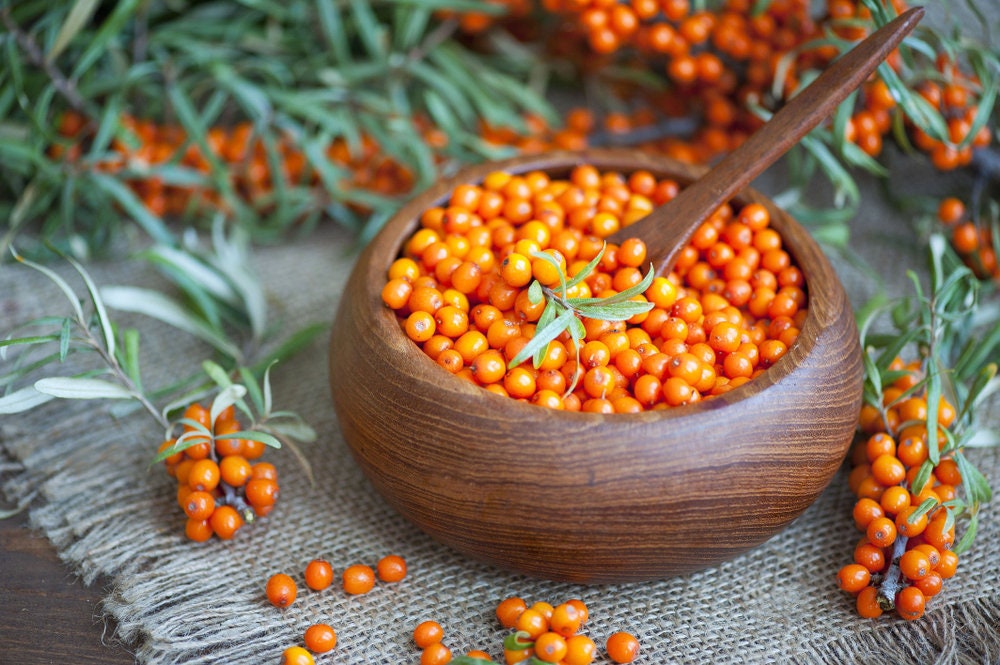 100 SEABERRY Sea Buckthorn Elaeagnus Hippophae Rhamnoides Berry Fruit Shrub Seed