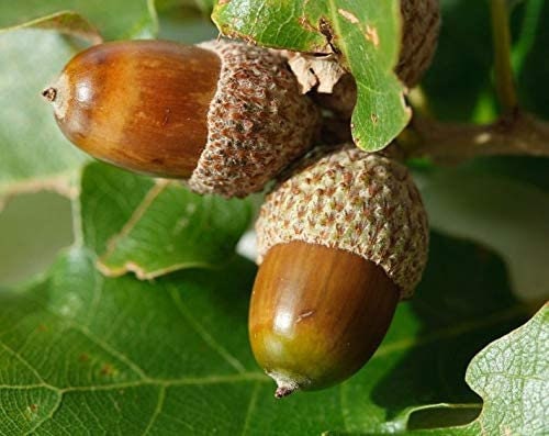 White Oak Tree Seeds for Planting | 5 Seeds | Highly Prized for Landscaping or Bonsai Tree - 5 Seeds