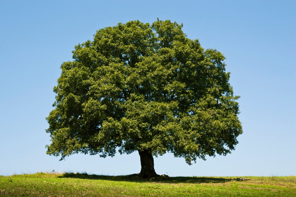 White Oak Tree Seeds for Planting | 5 Seeds | Highly Prized for Landscaping or Bonsai Tree - 5 Seeds