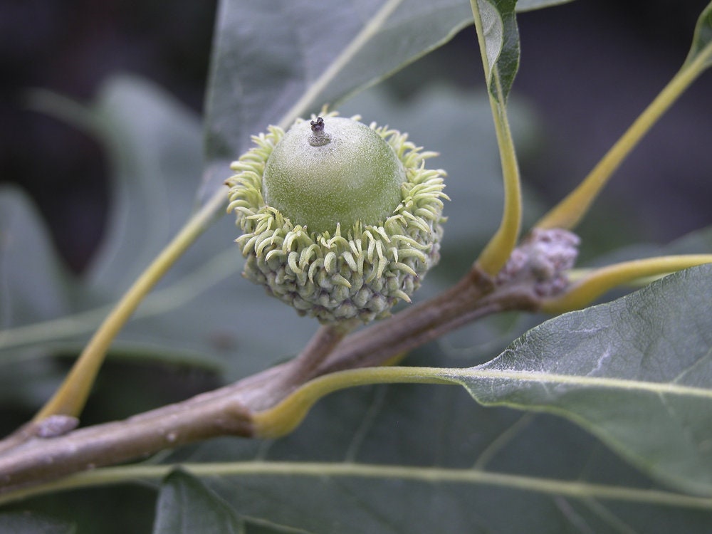 Bur Oak Tree Seeds for Planting | 5 Seeds | Highly Prized for Landscaping or Bonsai Tree - 5 Seeds