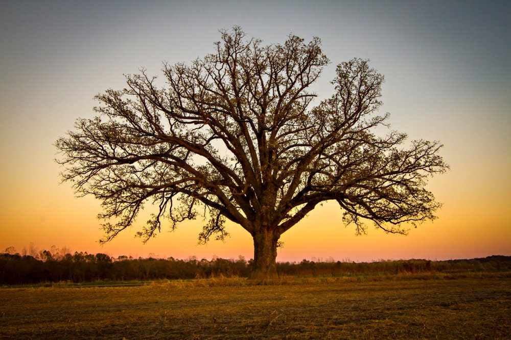 Bur Oak Tree Seeds for Planting | 5 Seeds | Highly Prized for Landscaping or Bonsai Tree - 5 Seeds